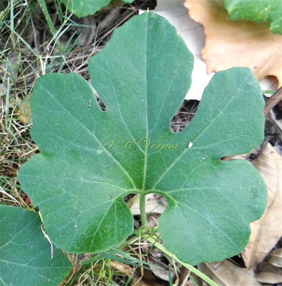  Leaf (Deeply lobed)